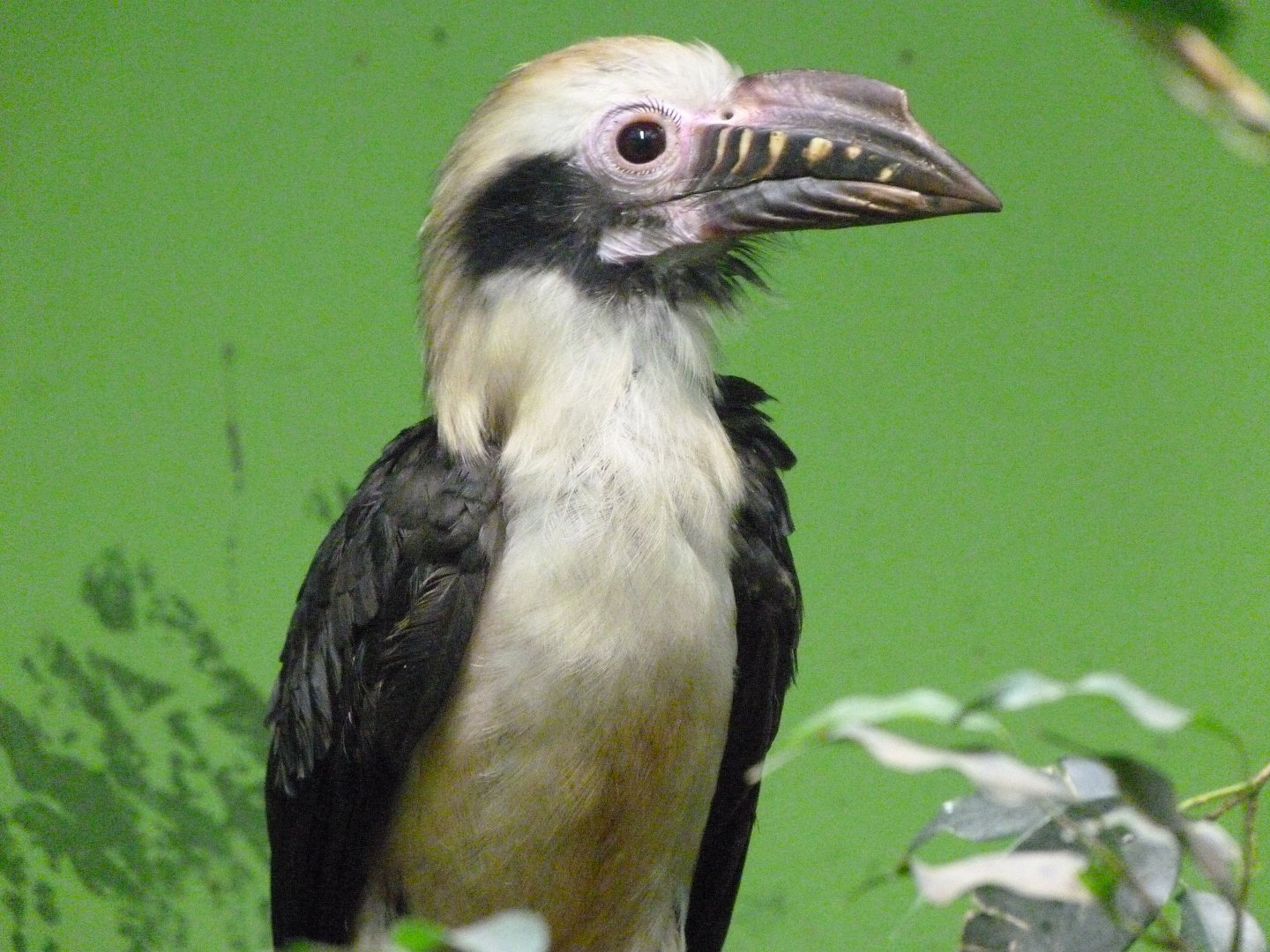 Luzon hornbill -Zoo Plzeň (2025)
