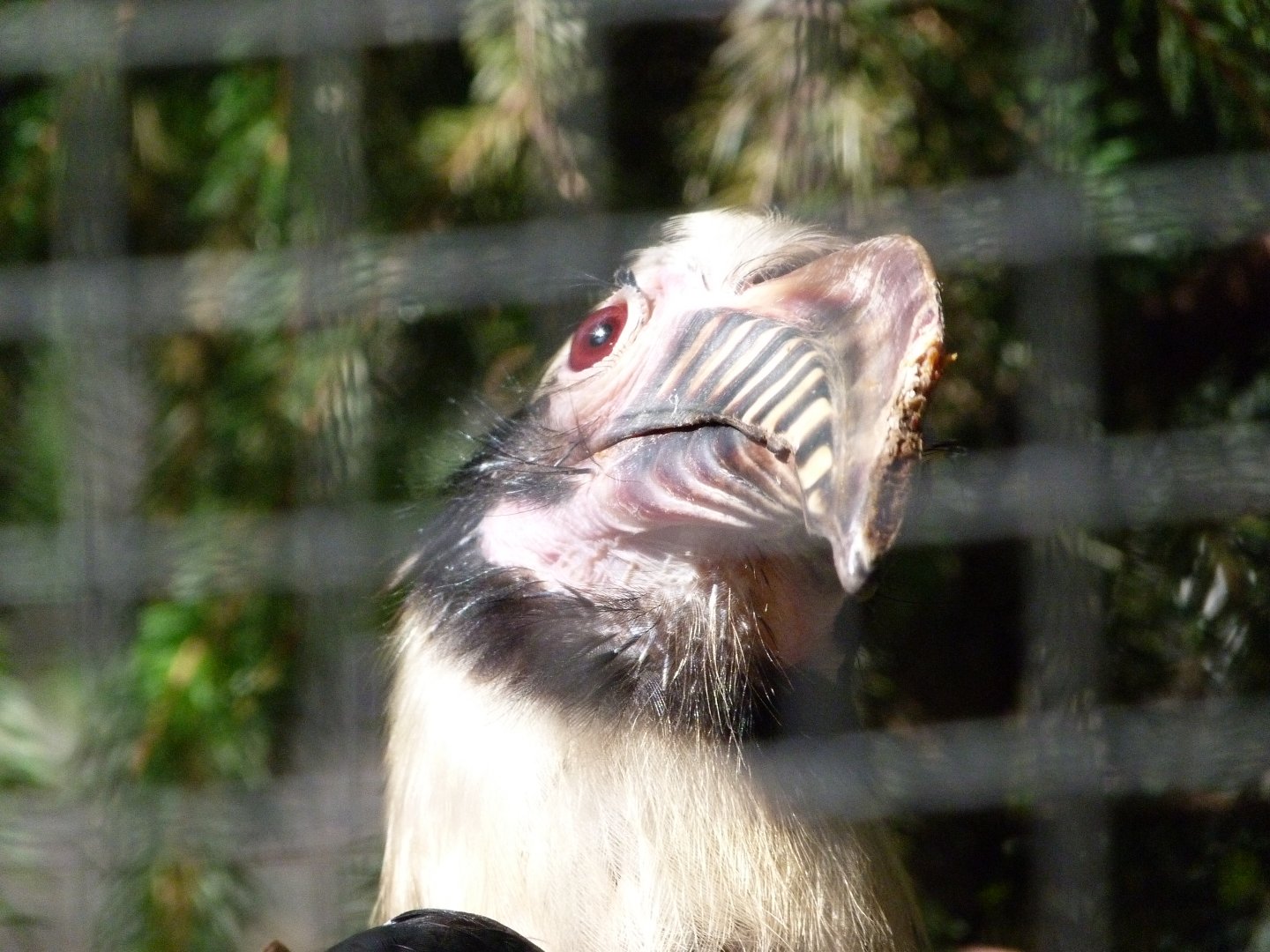 Luzon hornbill -Zoo Praha (2025)