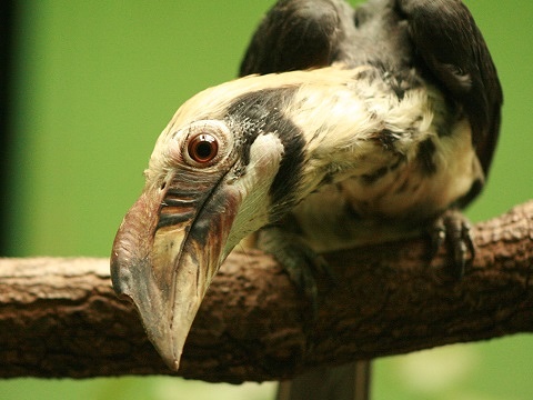 Luzon Hornbill