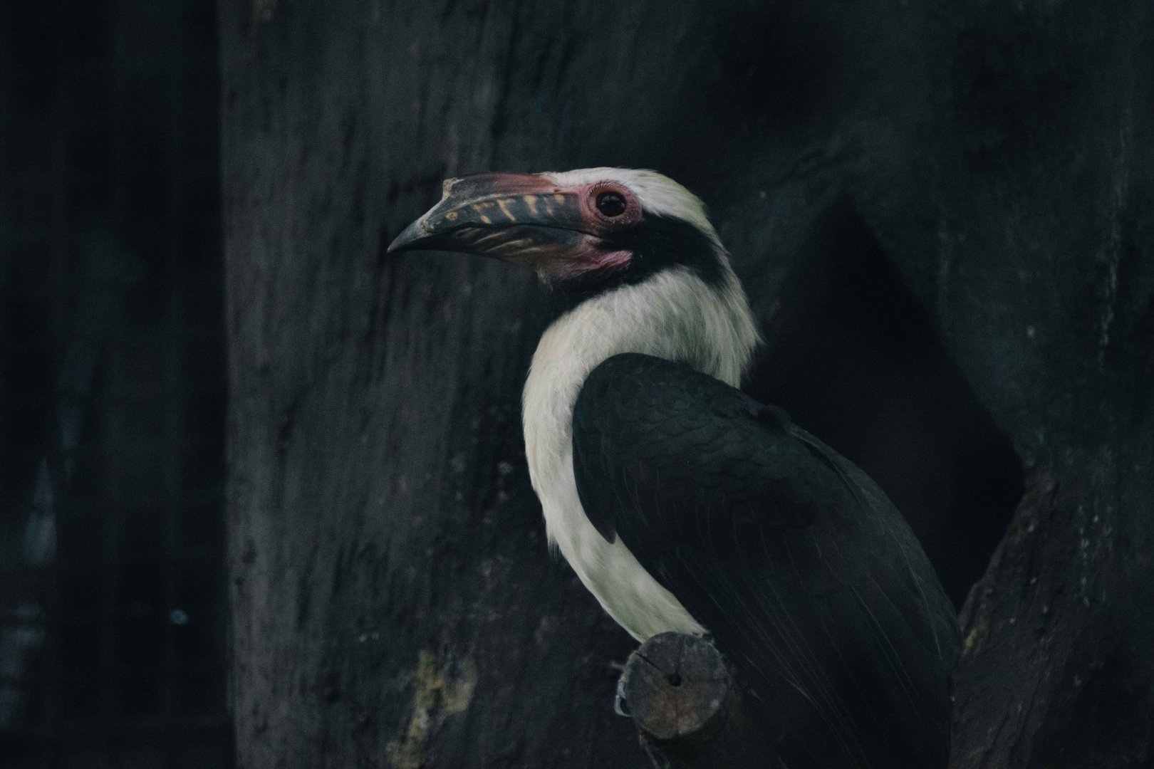 Luzon Hornbill