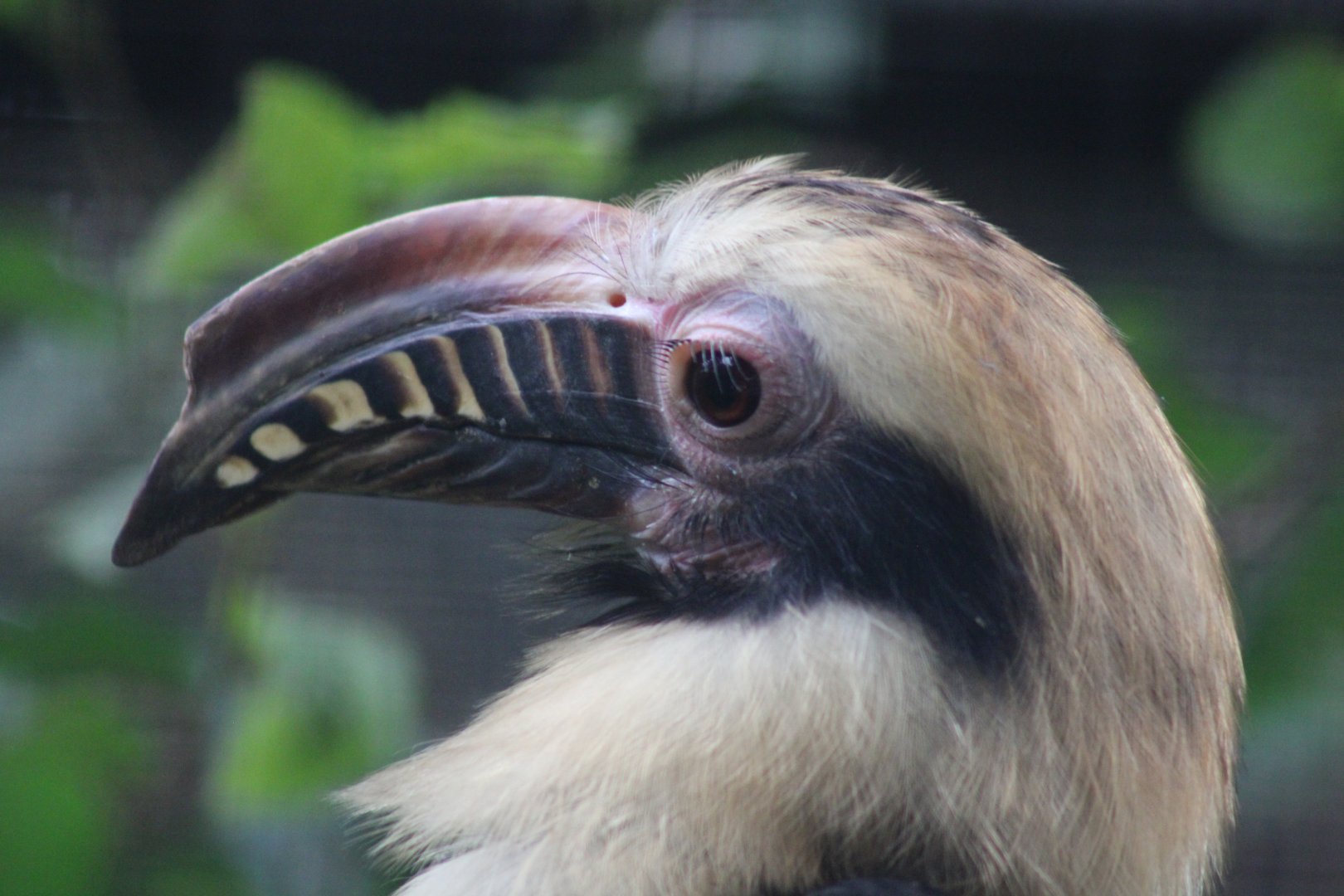 Luzon Hornbill