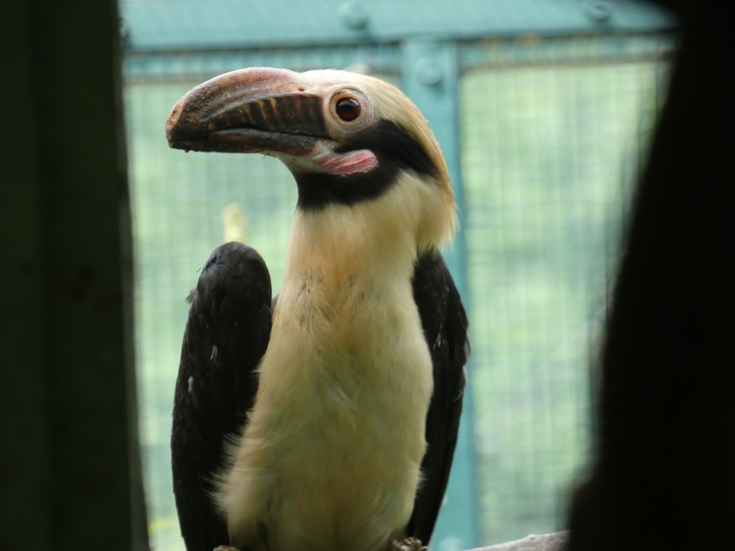 Luzon hornbill