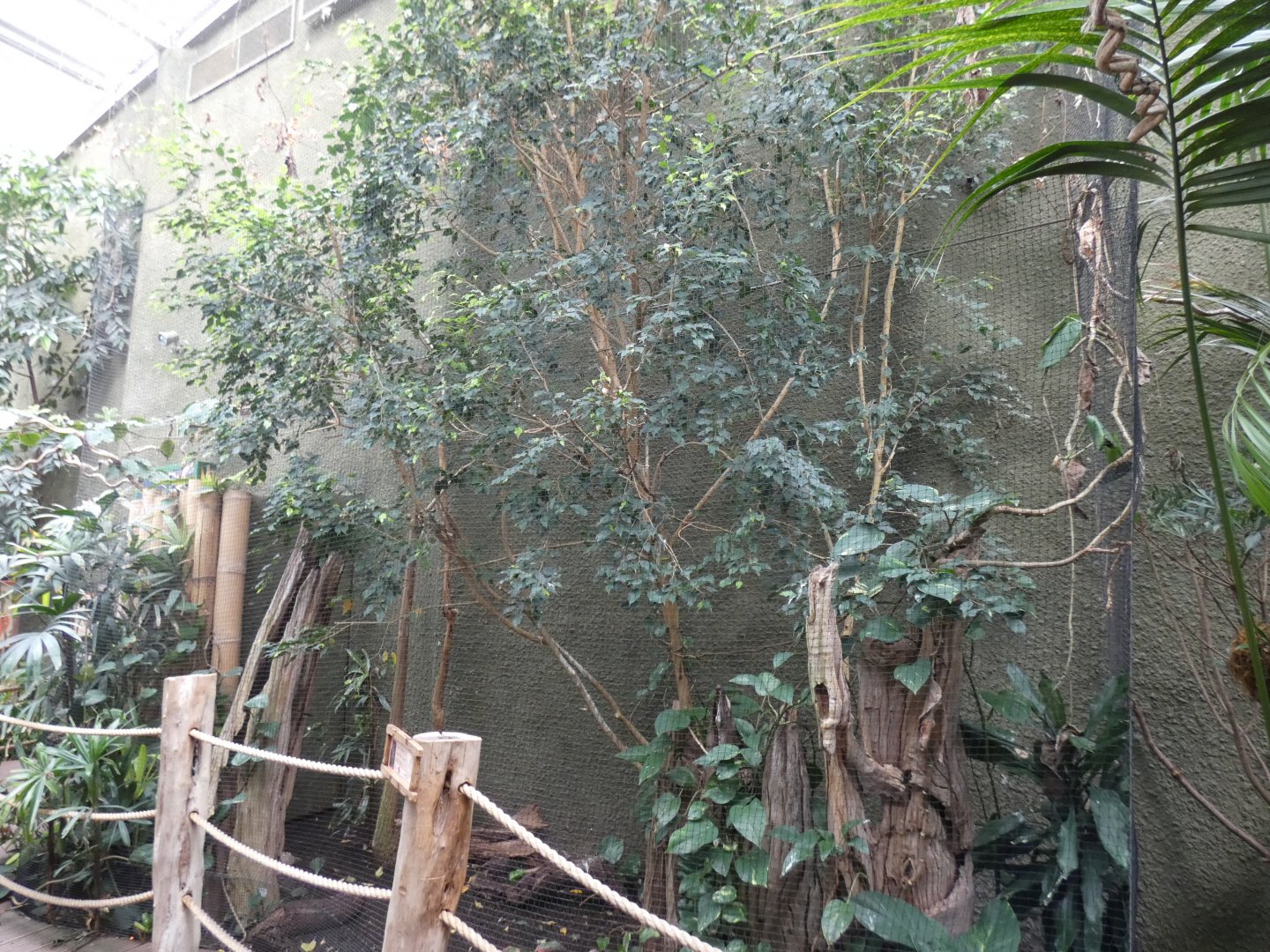 Luzon Lowland Scops-owl aviary