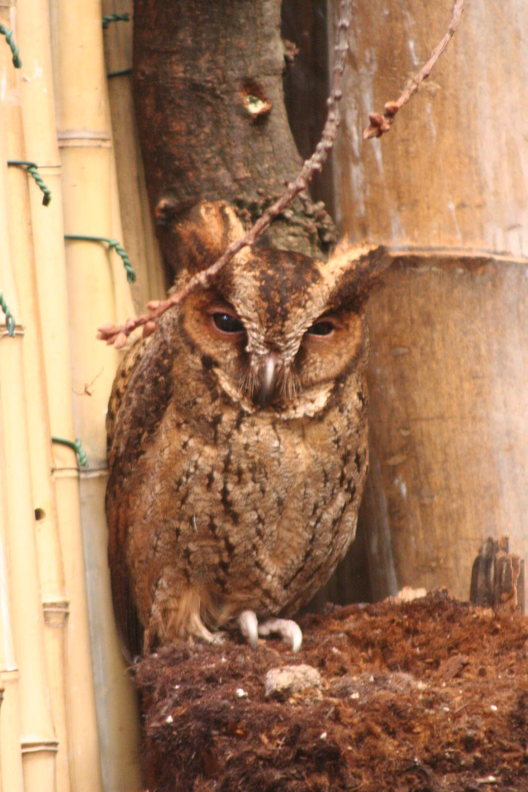 Luzon Lowland Scops Owl @ Chester; 04.07.2015