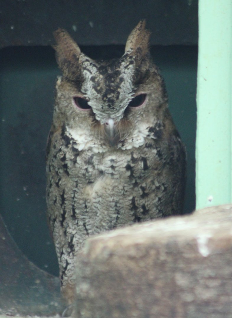 Luzon lowland scops owl - Otus megalotis