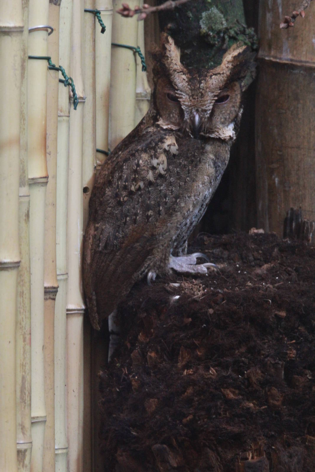 Luzon Lowland Scops Owl