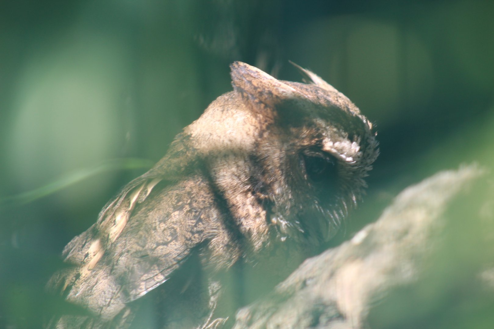 Luzon Lowland Scops-Owl