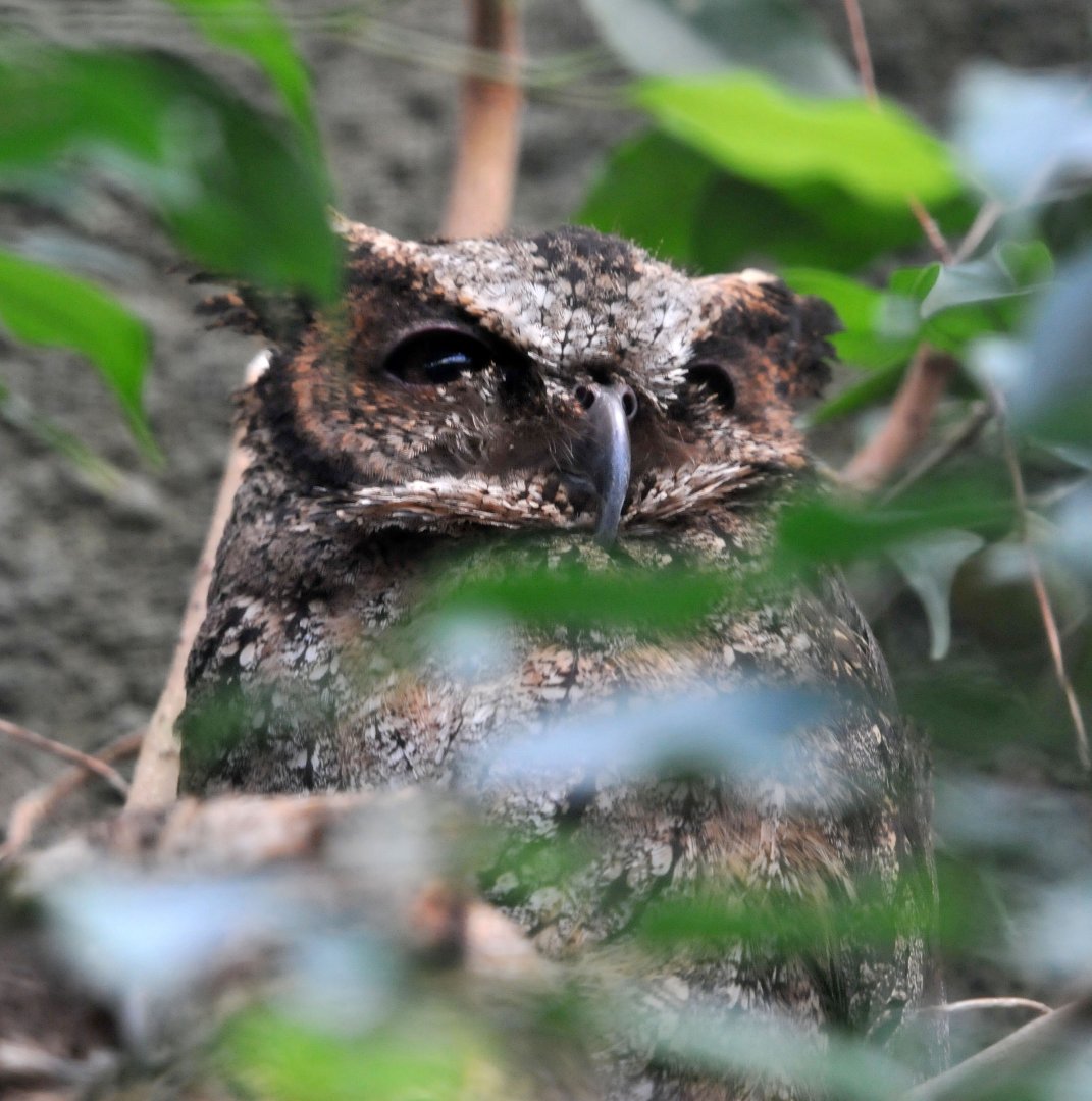 LUZON LOWLAND SCOPS OWL