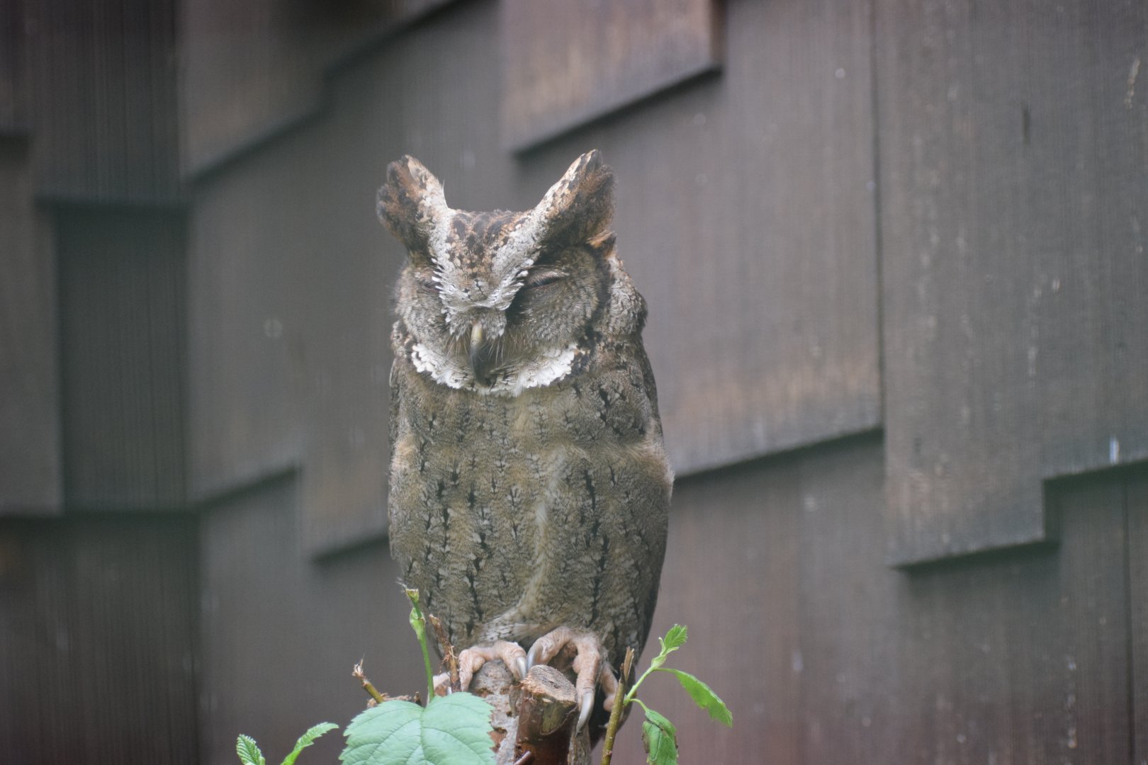 Luzon lowland scops-owl