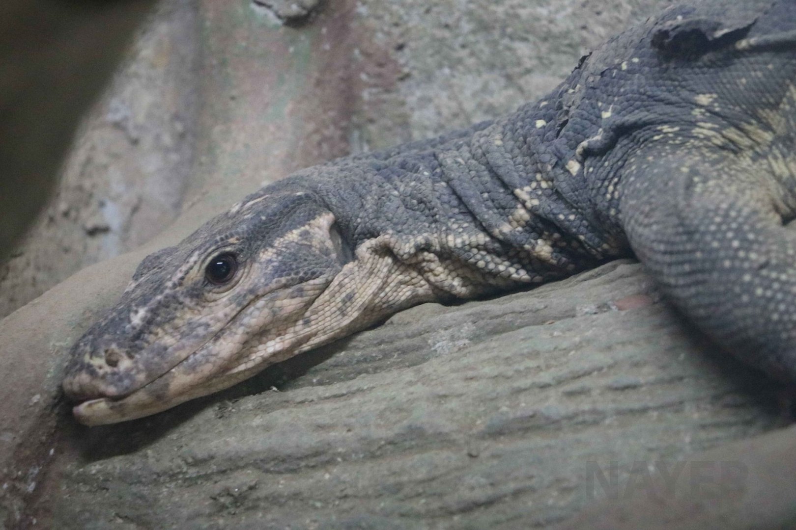 Luzon marbled monitor, July 2016