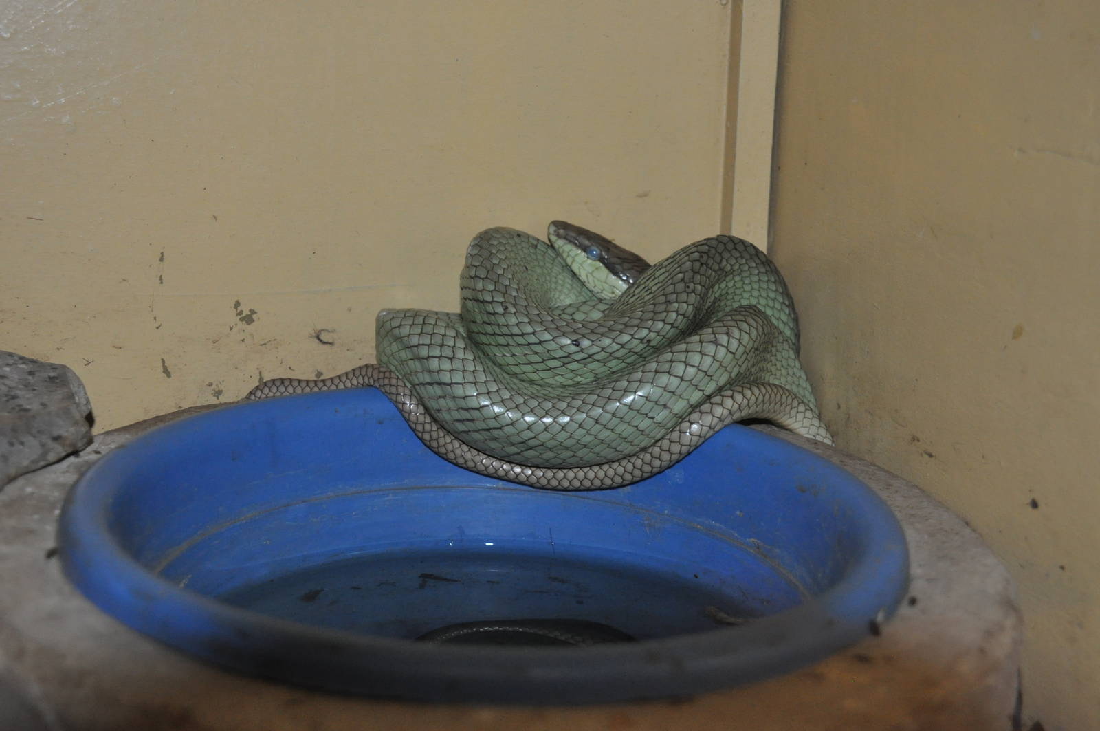 Luzon red-tailed ratsnake/ Elaphe erythrura manillensis