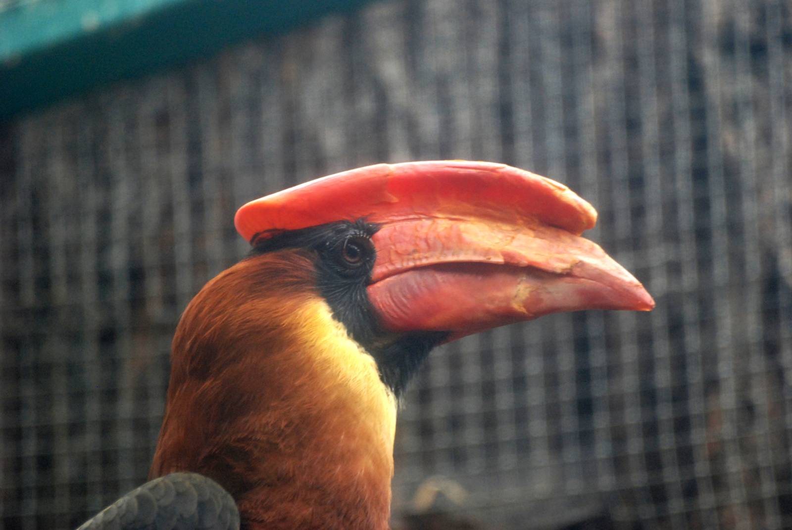 Luzon Rufous Hornbill at Liberec, 28/08/12
