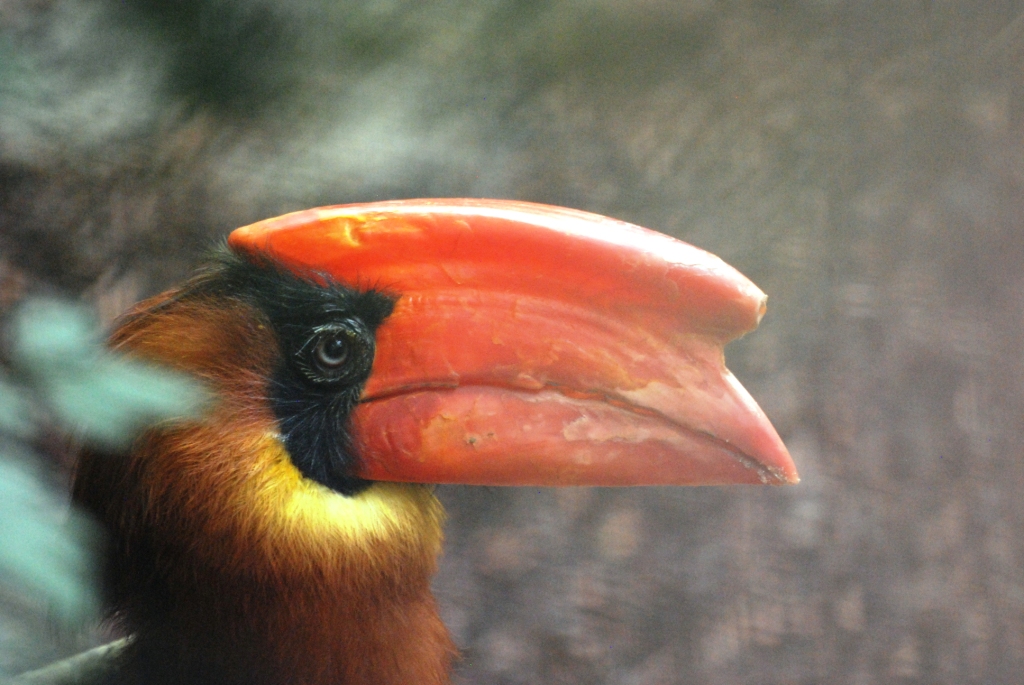 Luzon Rufous Hornbill at Pairi Daiza, 31/08/14