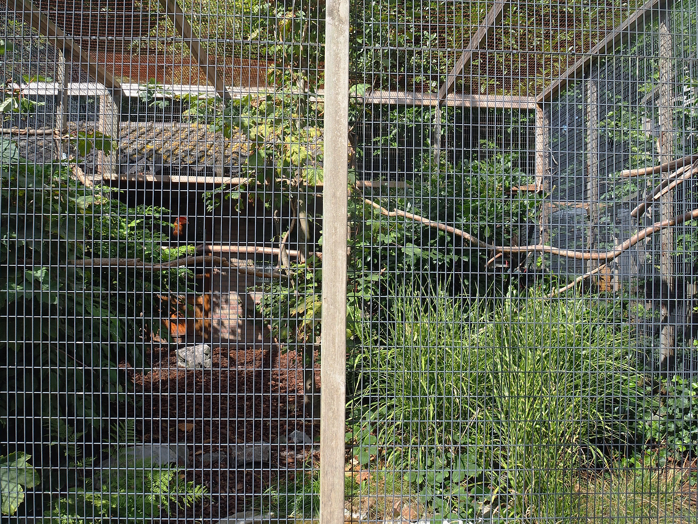 Luzon rufous hornbill aviary, 2022-08-28