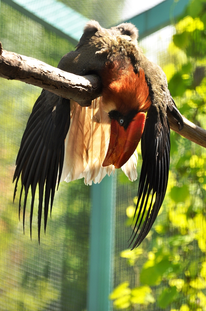 Luzon rufous hornbill (Buceros h. hydrocorax)