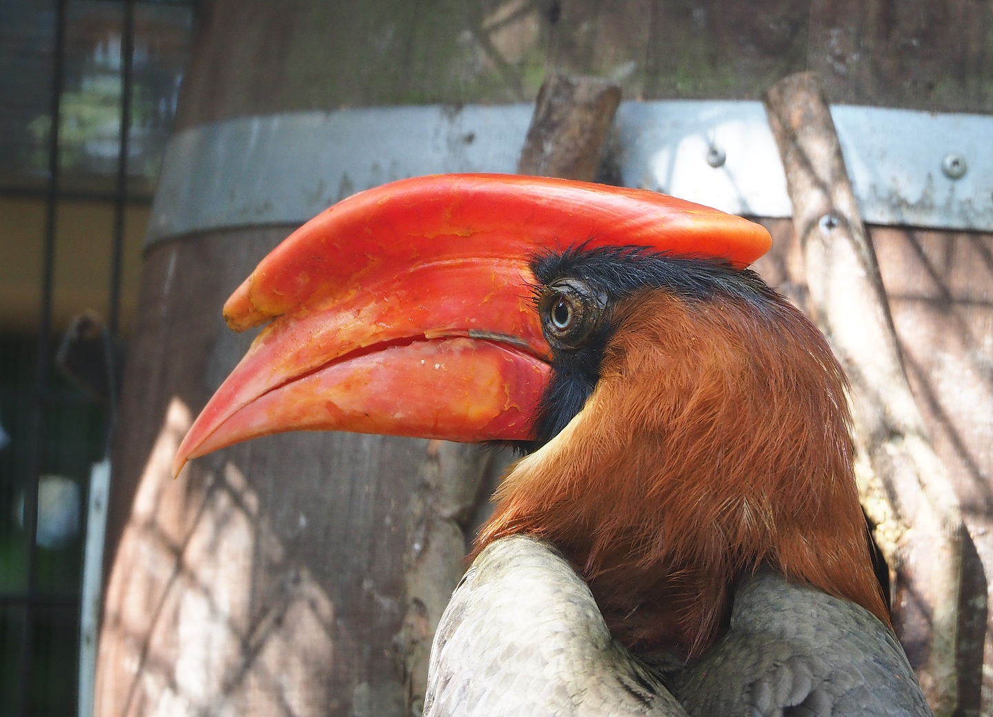 Luzon rufous hornbill (Buceros hydrocorax), 2022-08-28