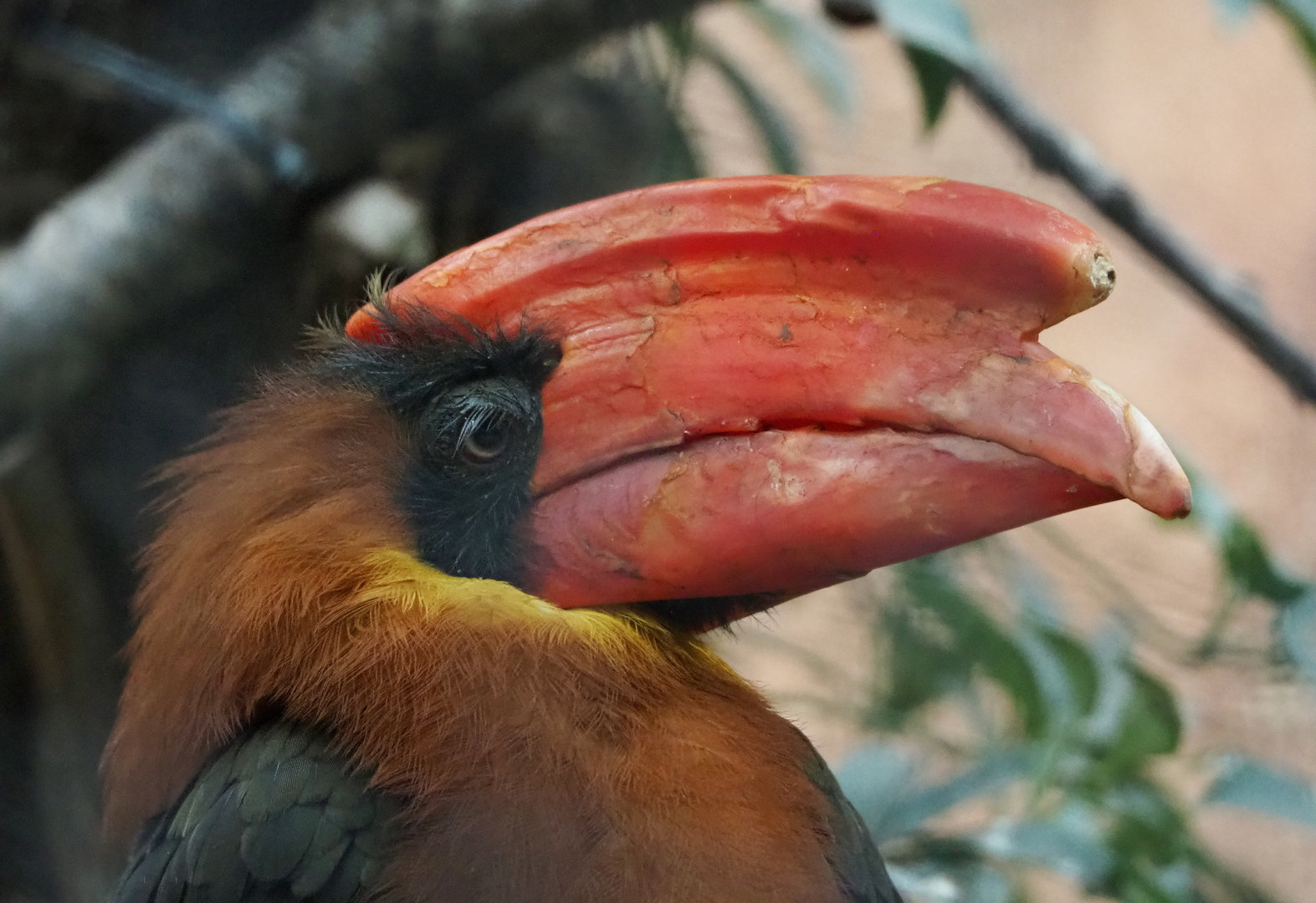 Luzon rufous hornbill (Buceros hydrocorax), 2022-09-14