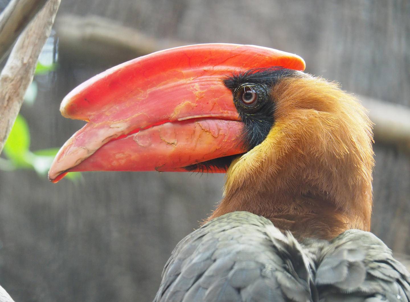 Luzon rufous hornbill (Buceros hydrocorax), 2022-09-15