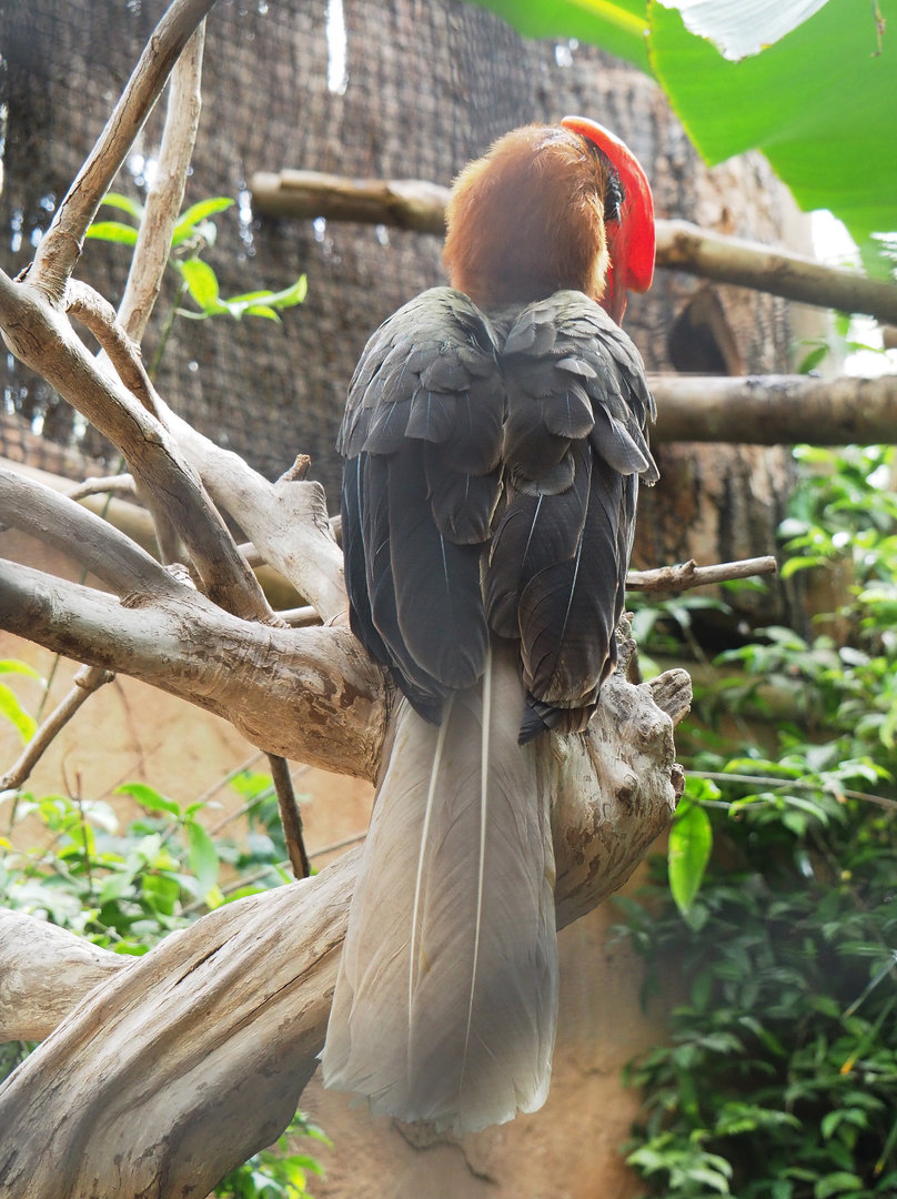 Luzon rufous hornbill (Buceros hydrocorax), 2022-09-15