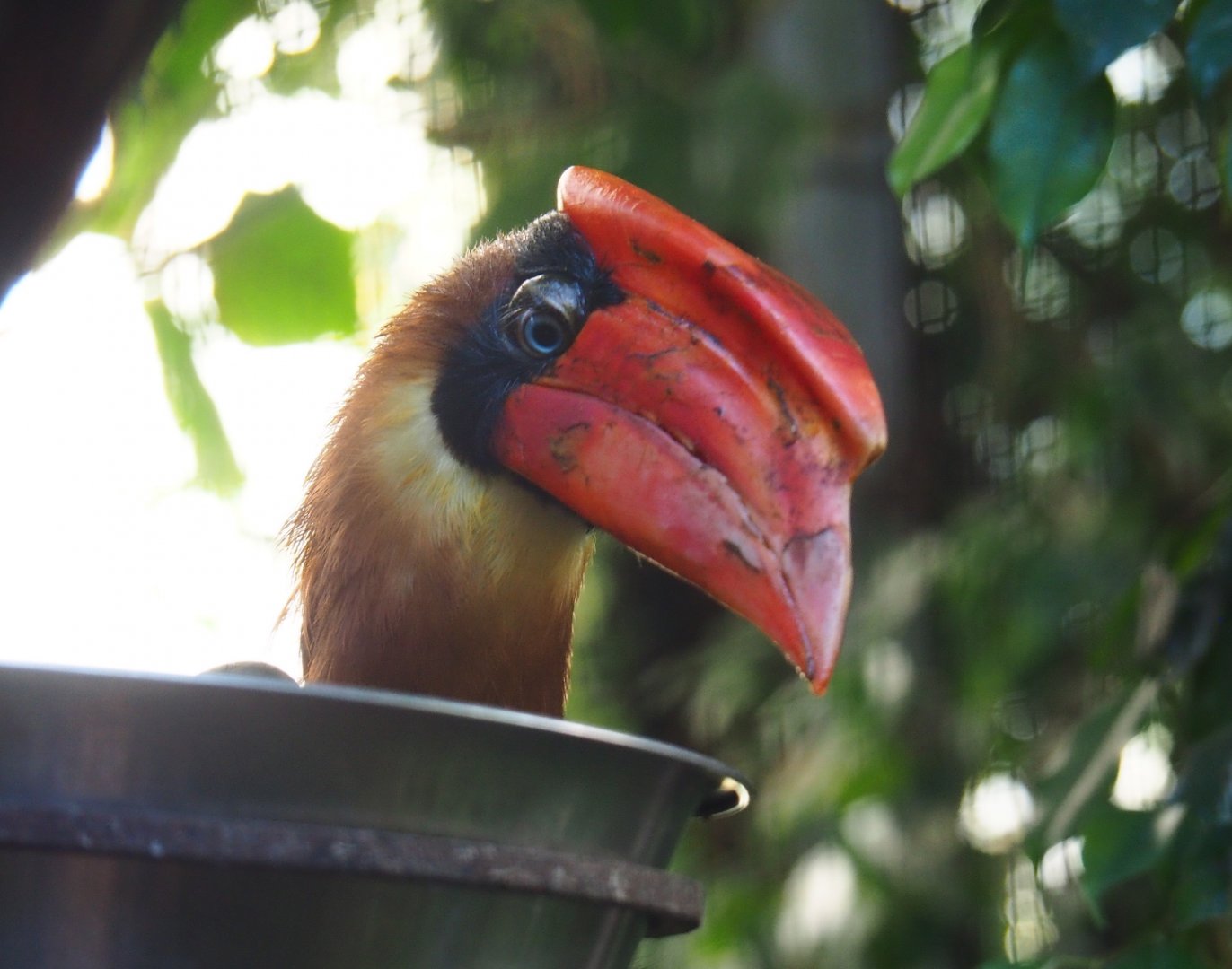 Luzon rufous hornbill (Buceros hydrocorax hydrocorax), Sep 2nd, 2018