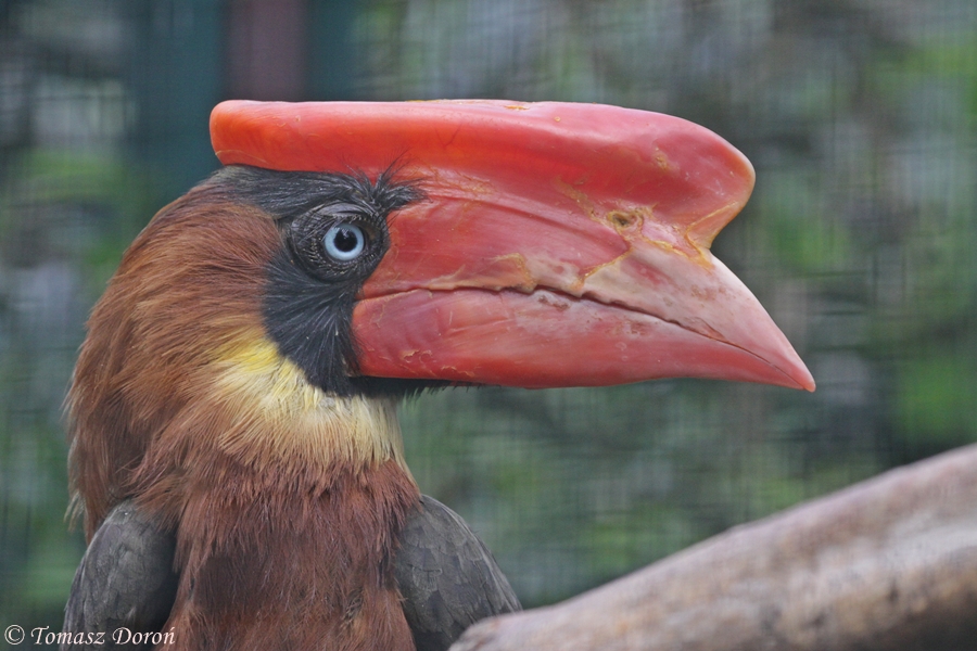 Luzon rufous hornbill - portrait of a female
