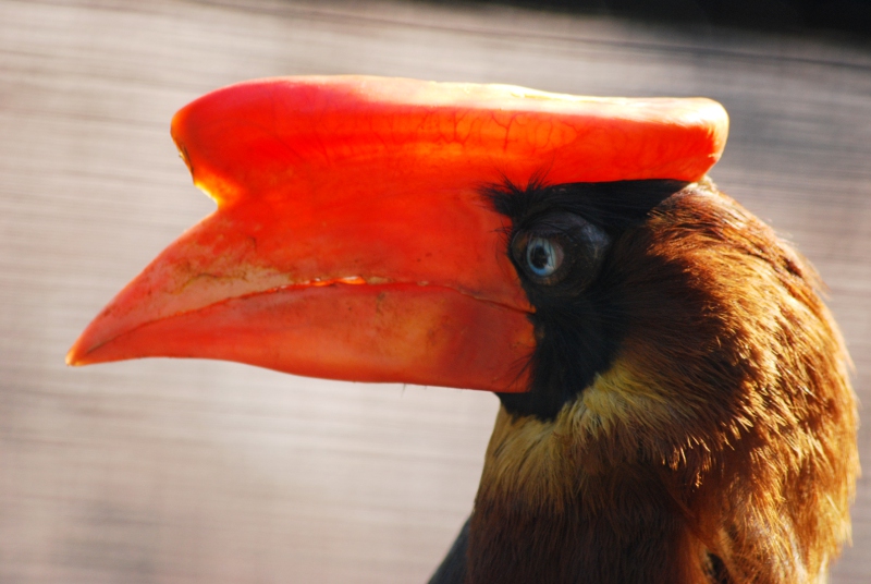 Luzon rufous hornbill
