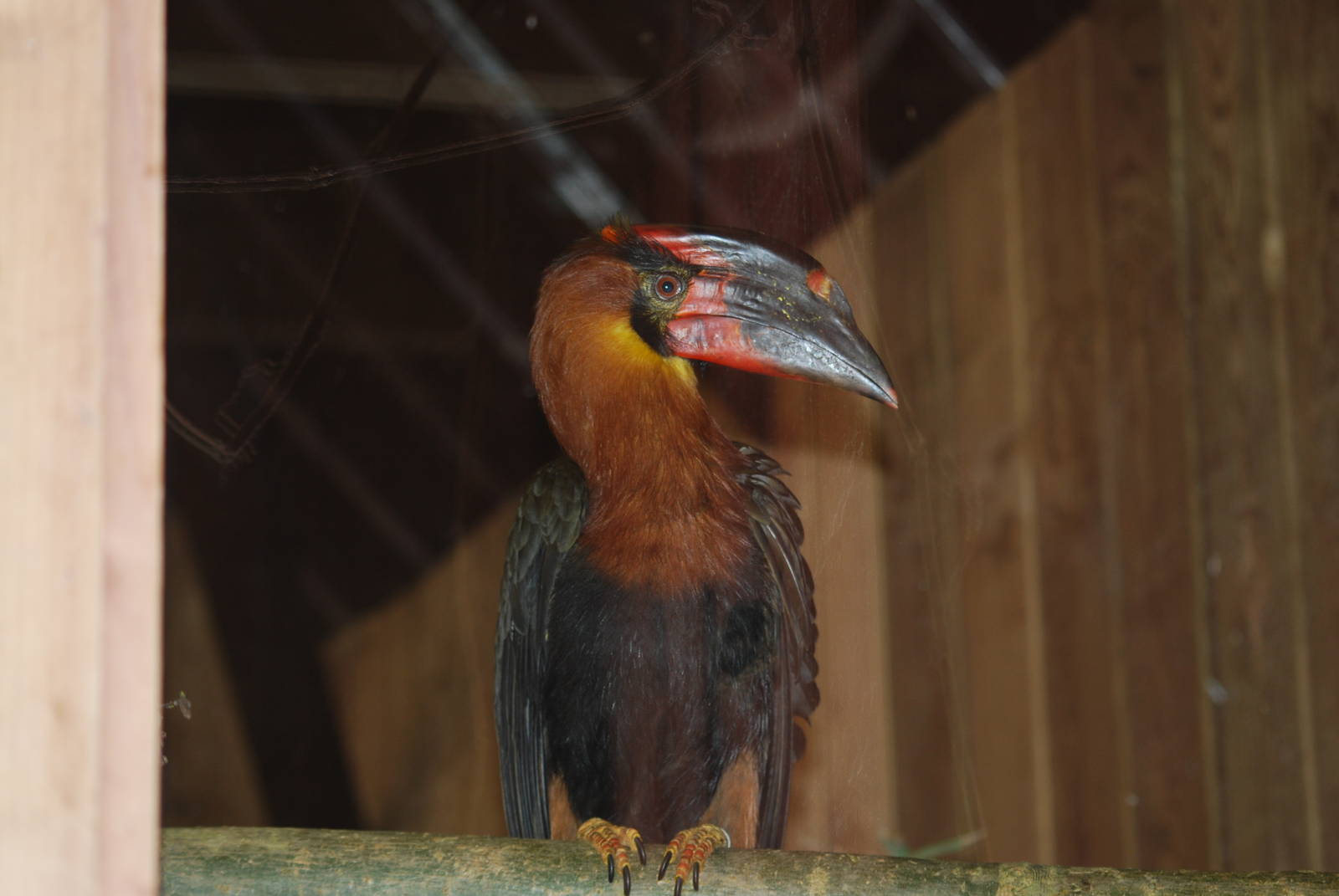 Luzon rufous hornbill
