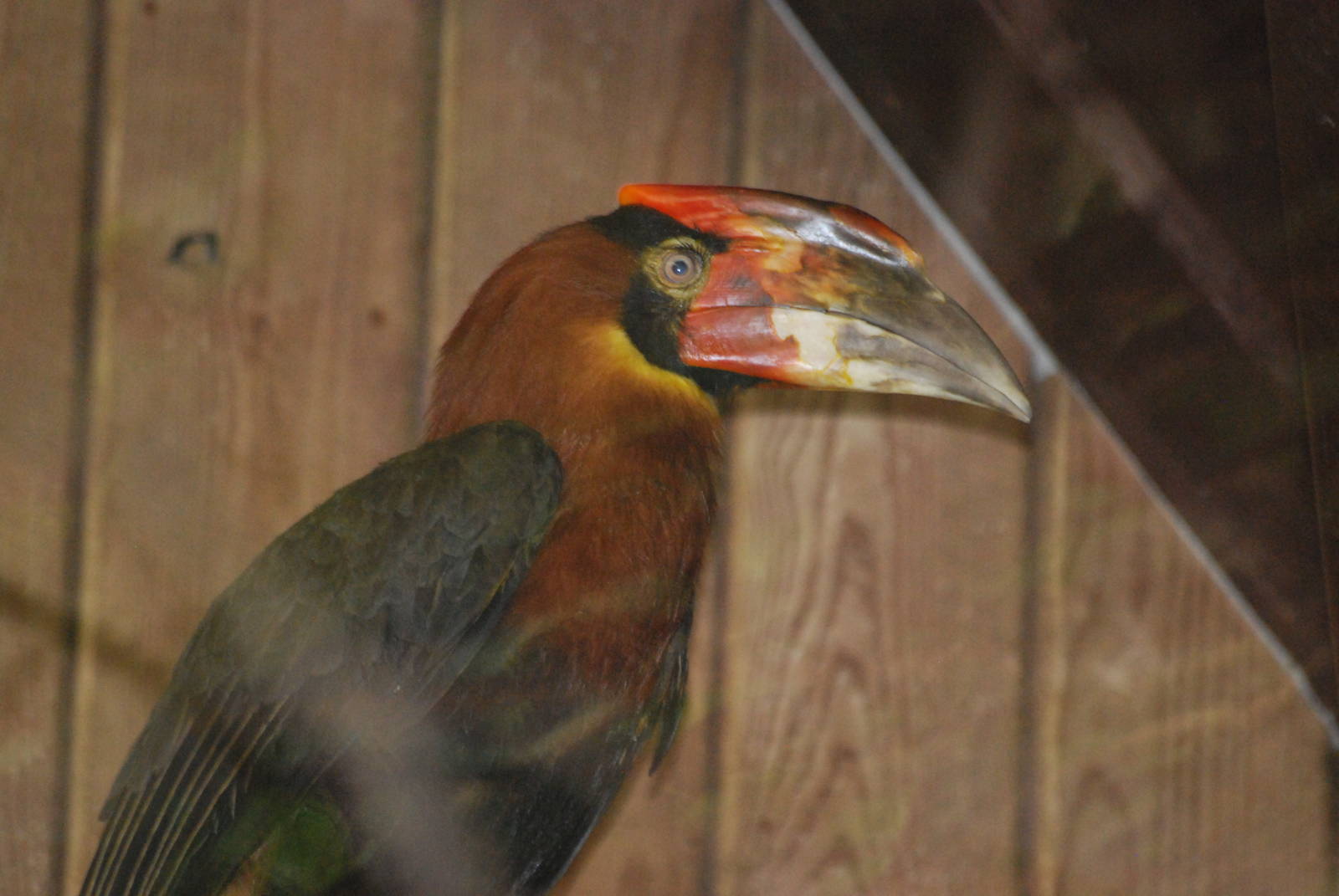 Luzon rufous hornbill