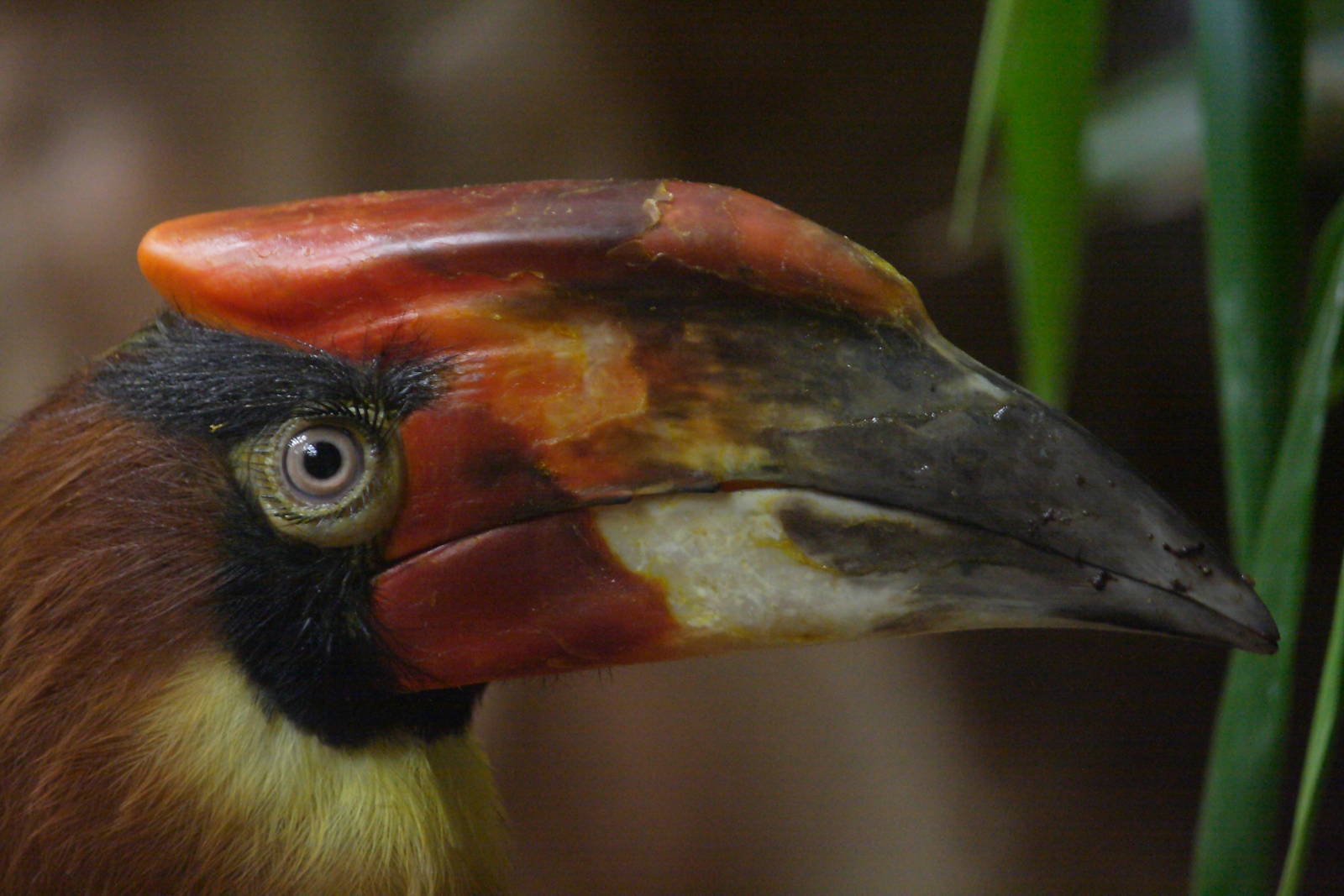 Luzon rufous hornbill