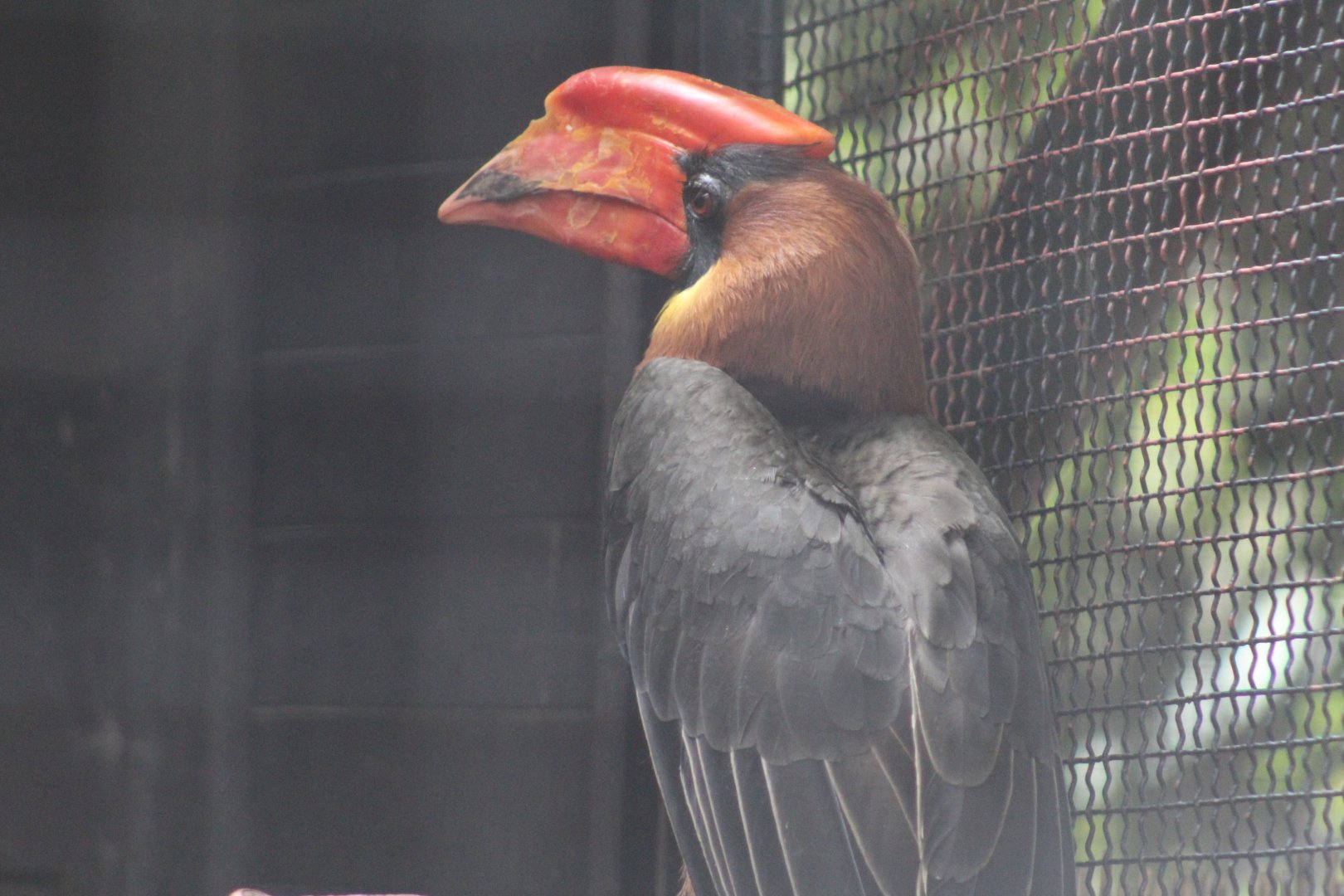 Luzon Rufous Hornbill