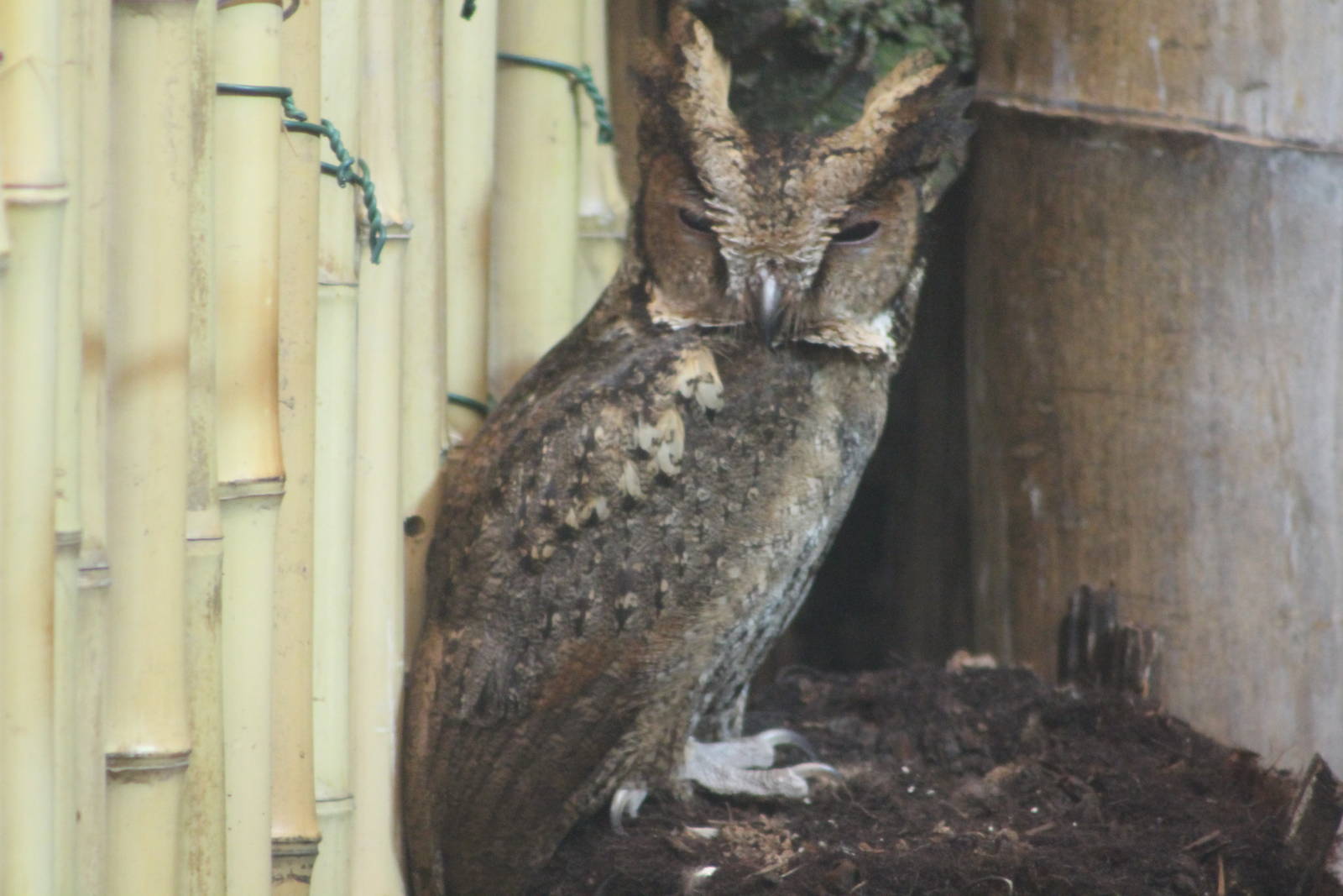 Luzon scops owl Chester Zoo 2015