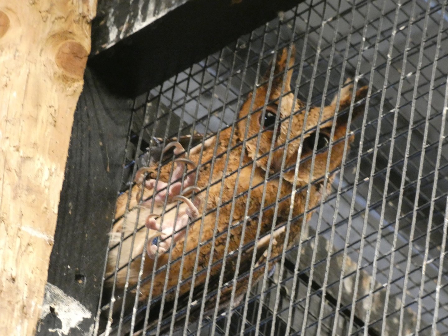 Luzon Scops Owl on the wiring of it's enclosure