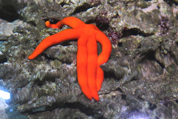 Luzon sea star (Echinaster luzonicus) - Suraloka Interactive Zoo