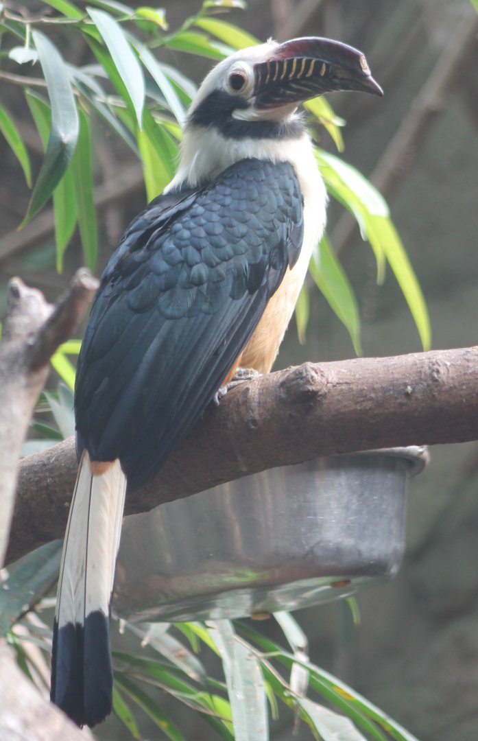 Luzon taractic hornbill