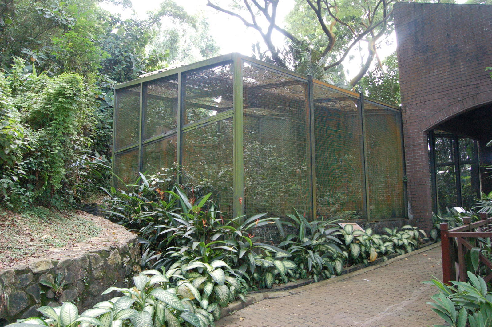 Luzon tarictic hornbill aviary