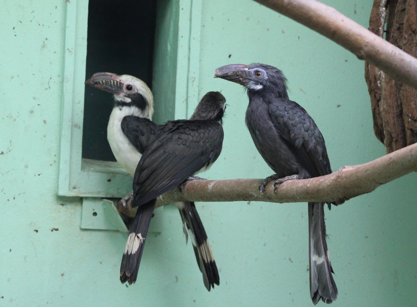 Luzon tarictic hornbill-family