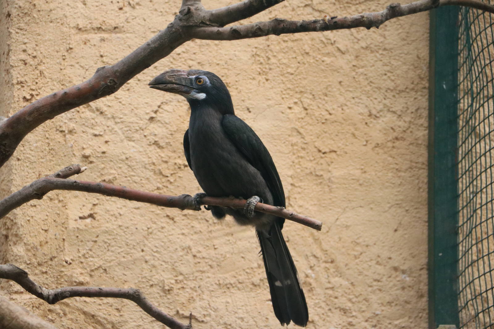 Luzon tarictic hornbill, February 2016