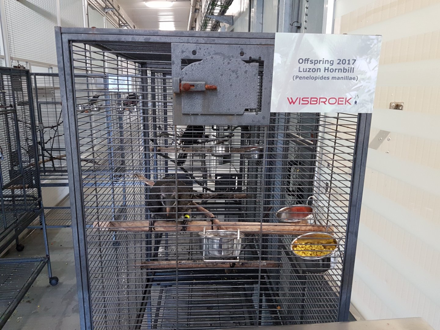 Luzon tarictic hornbill youngsters