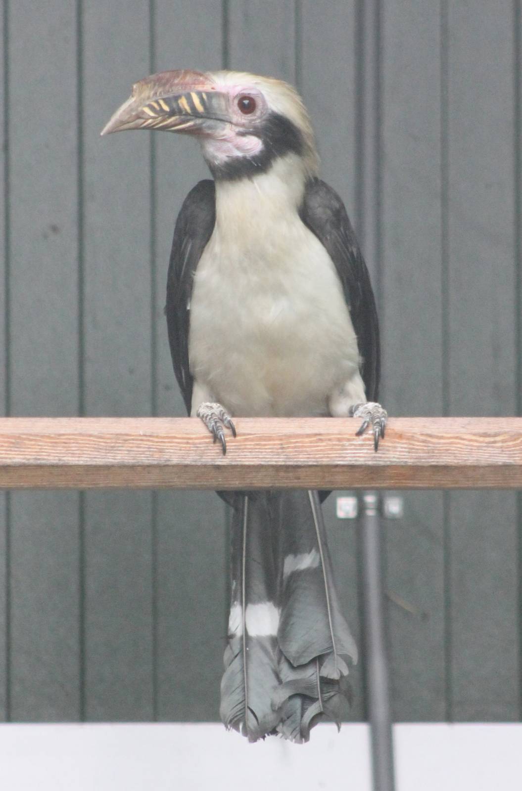 Luzon tarictic hornbill