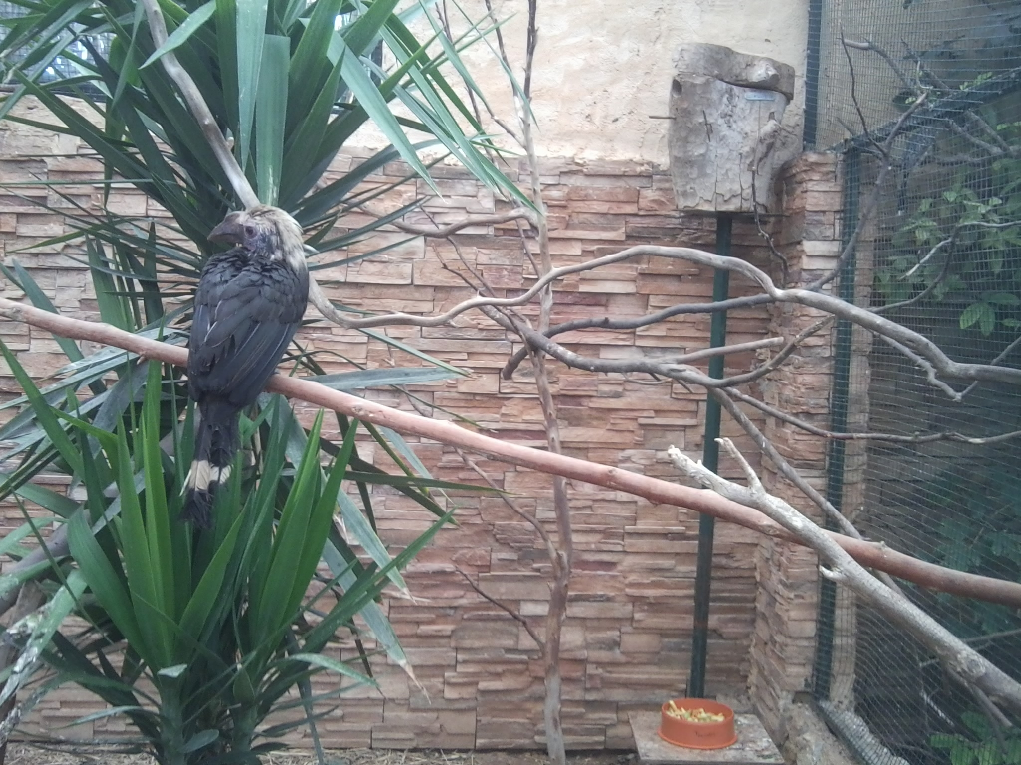 Luzon tarictic hornbill