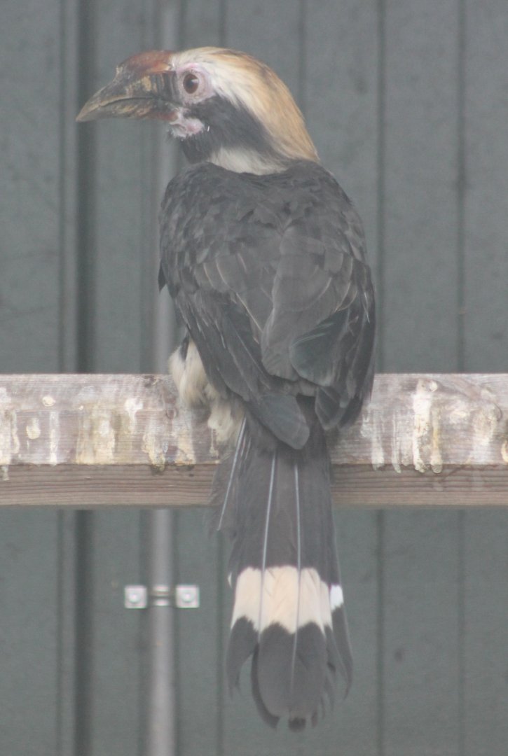 Luzon tarictic hornbill