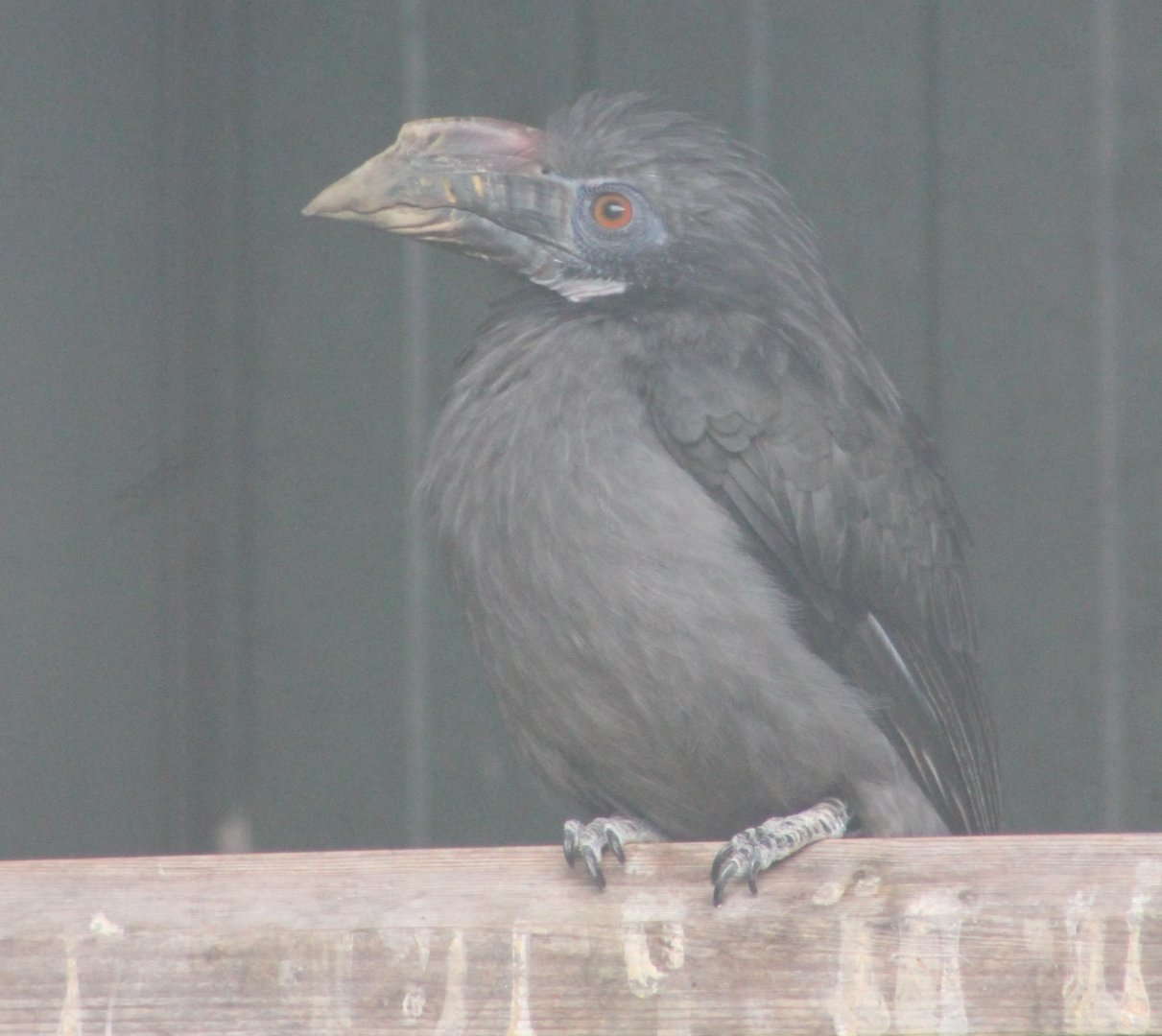 Luzon tarictic hornbill