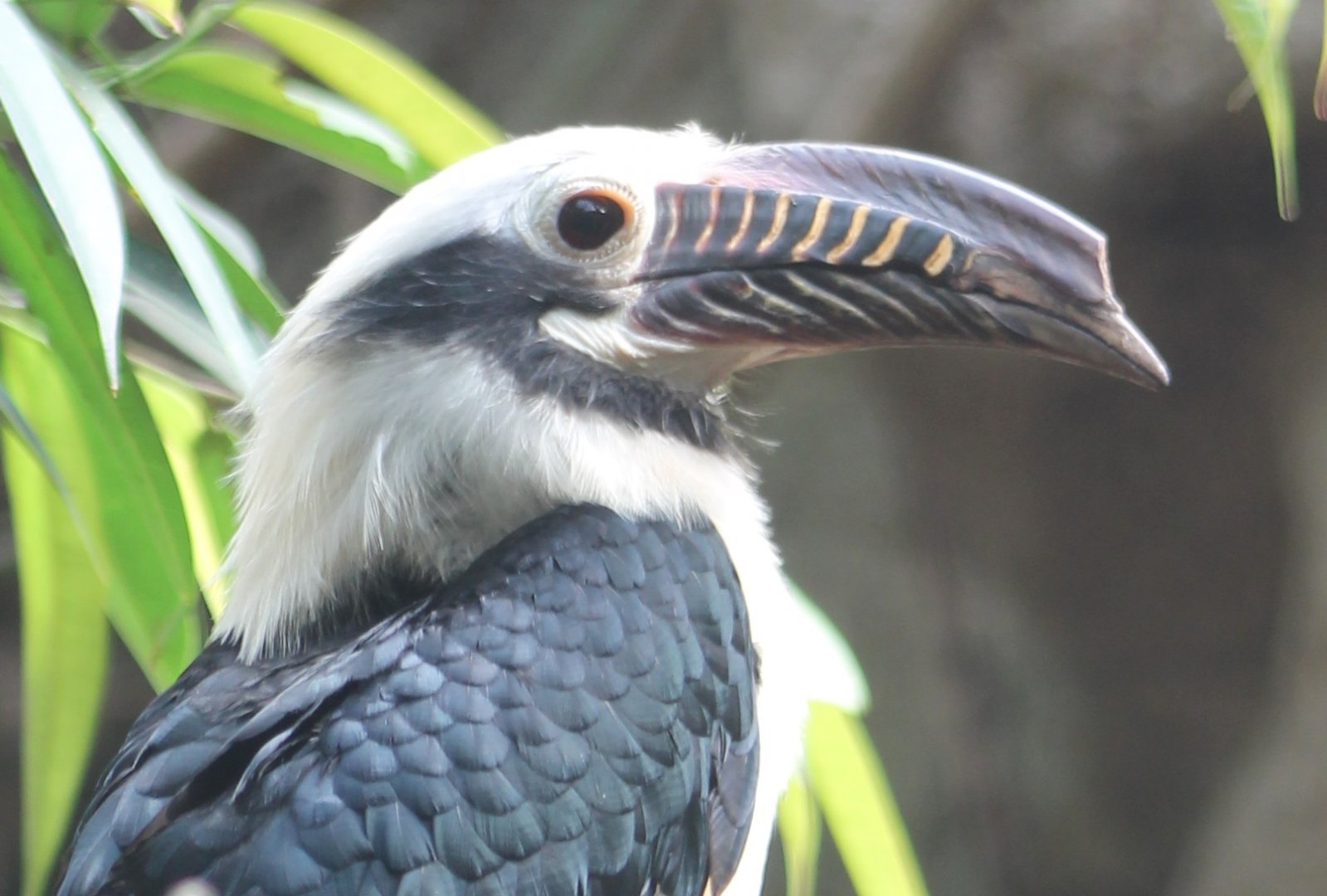 Luzon tarictic hornbill