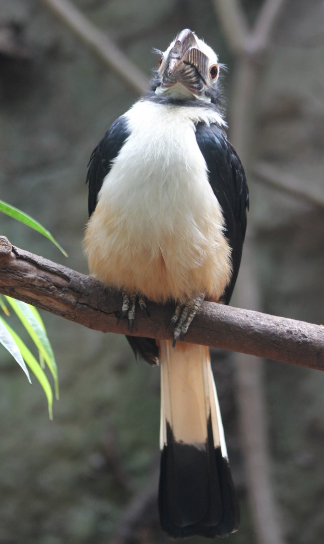 Luzon tarictic hornbill