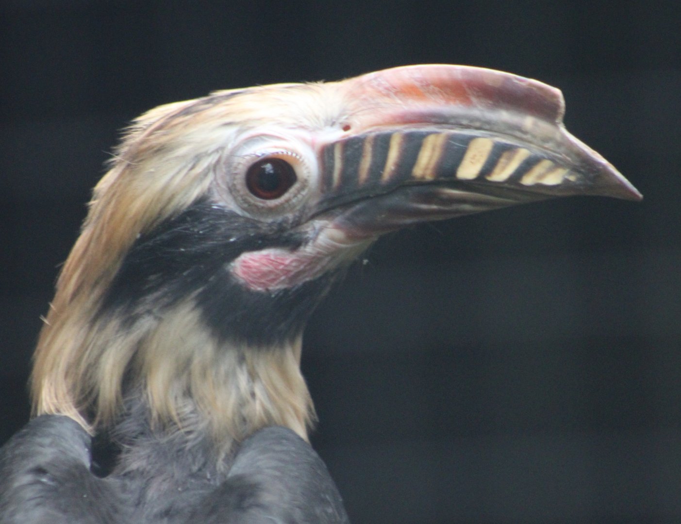 Luzon tarictic hornbill