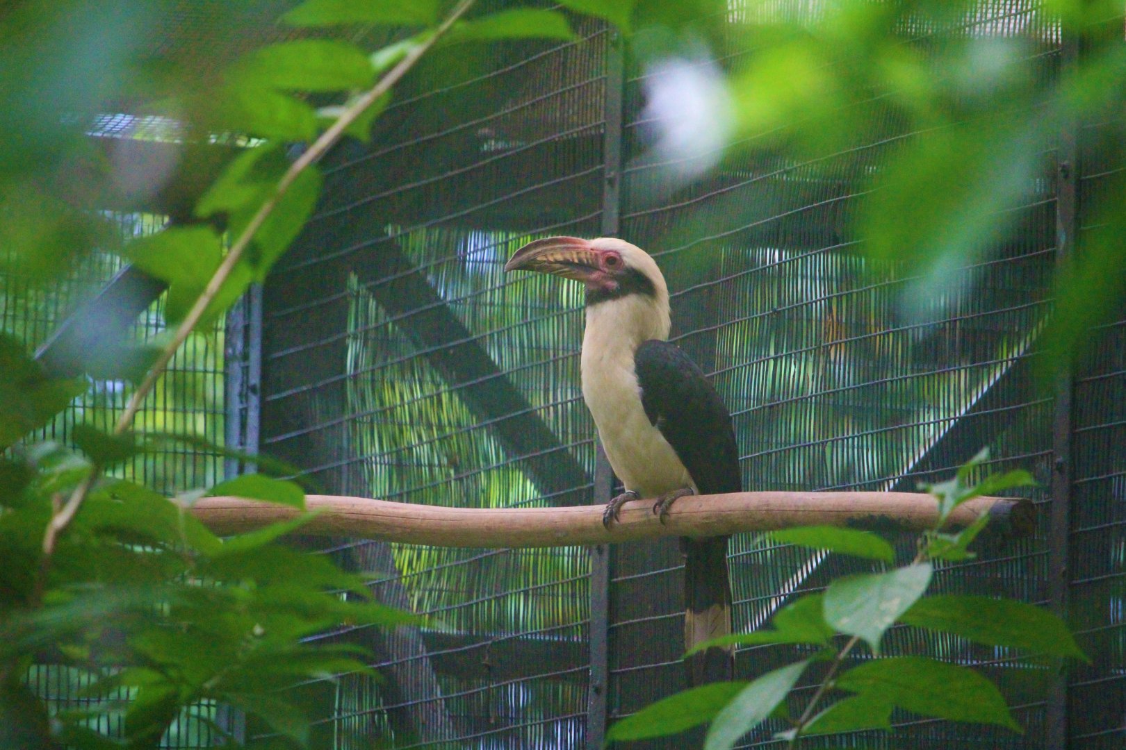 Luzon Tarictic, Male (Penelopides manillae)