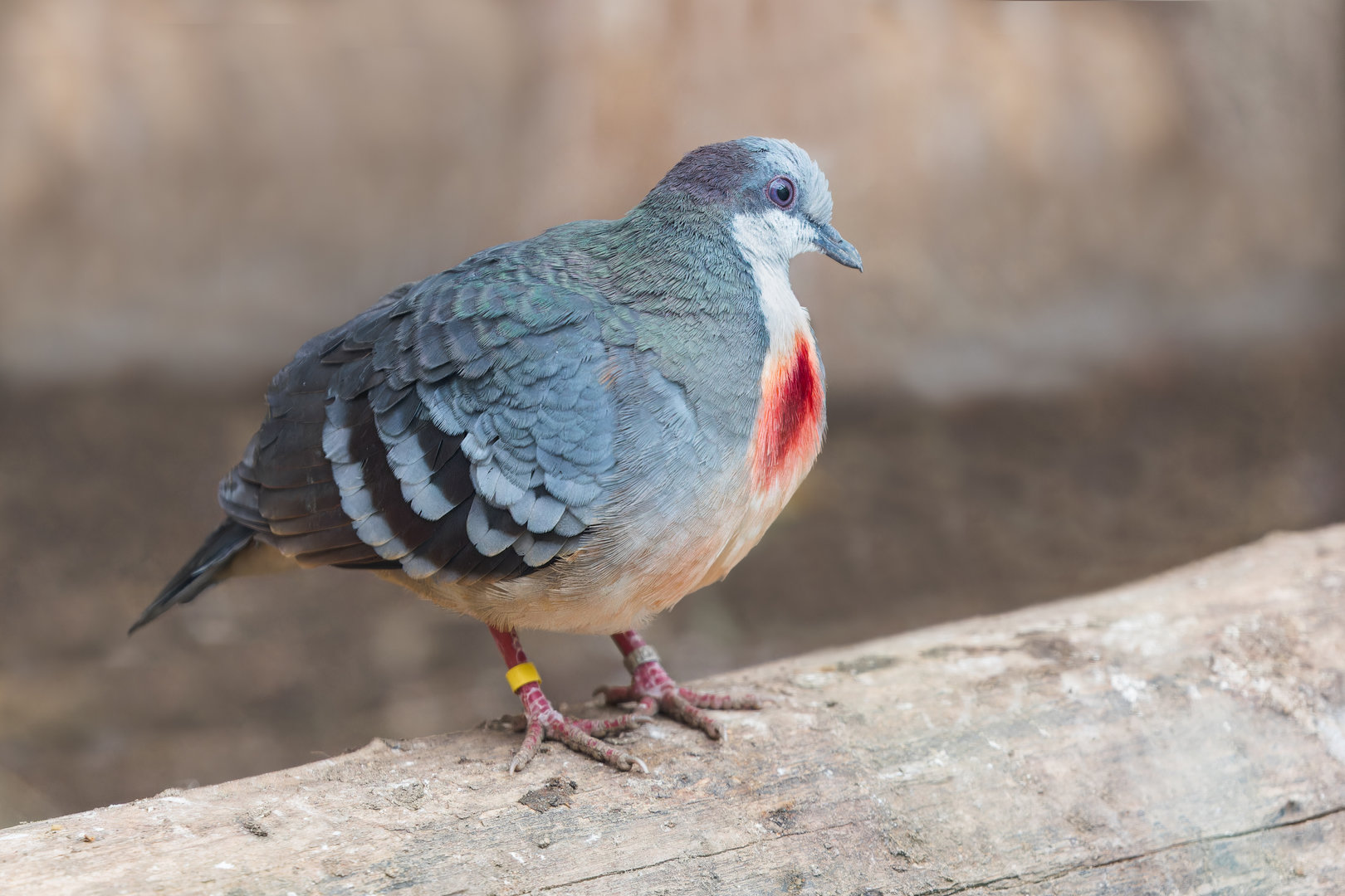 Luzon's Bleeding Heart Dove / Newquay Zoo / 16-3-23