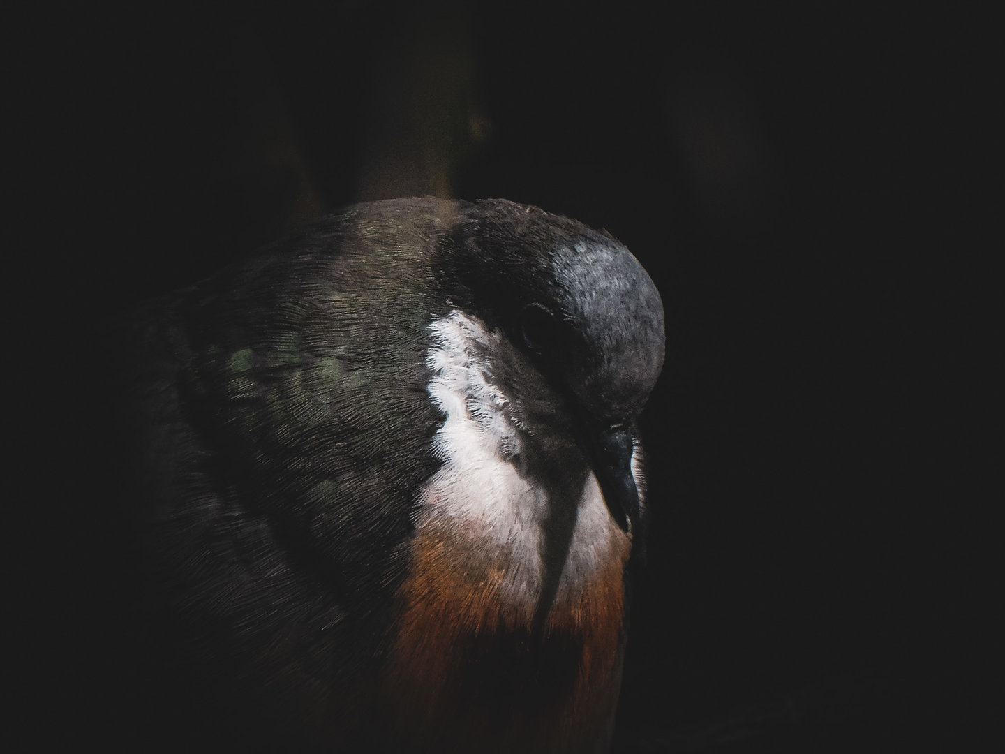 Luzon's Bleeding Heart Dove