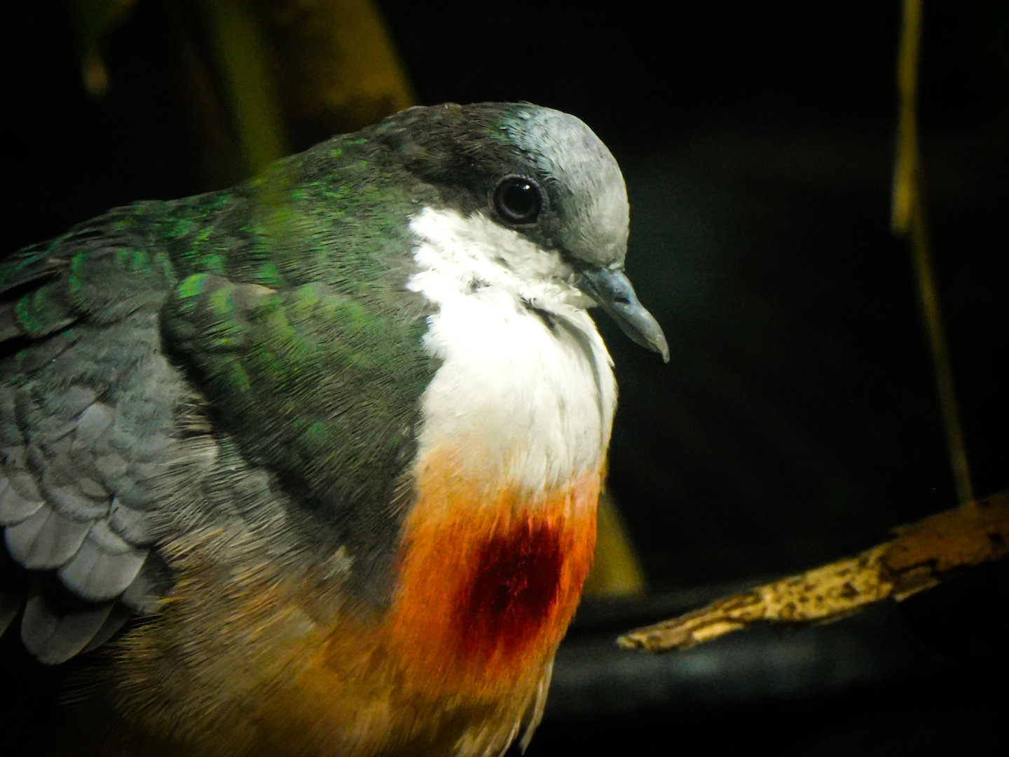 Luzon's Bleeding Heart Dove