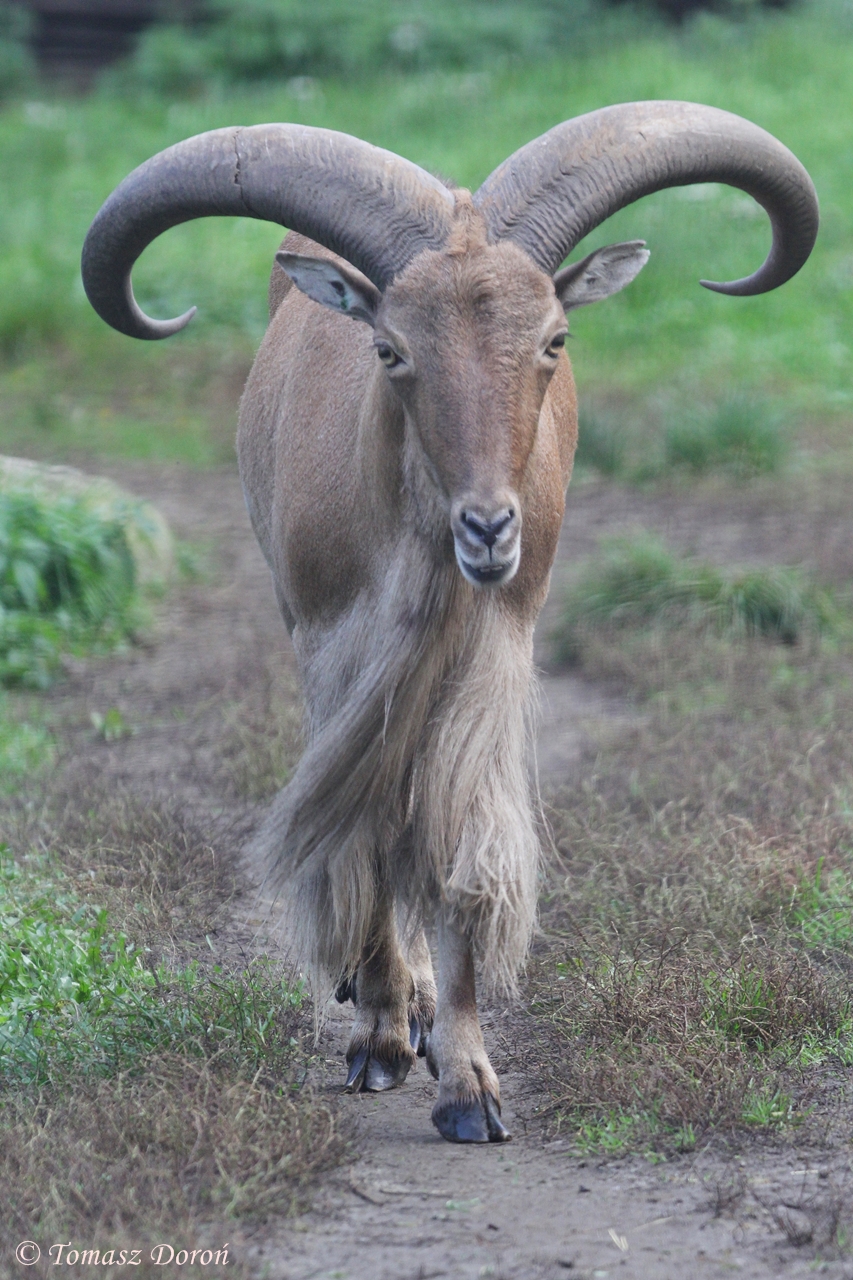 Lybian Barbary Sheep (Ammotragus lervia fassini)